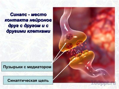 Презентация значение нервной системы - слайд 4 4 слайд презентации значение нервной системы