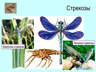 Презентация отряды насекомых с неполным превращением - слайд 10 10 слайд презентации отряды насекомых с неполным превращением