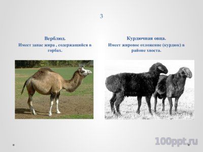 Презентация конвергенция, дивергенция и параллелизм - слайд 10 10 слайд презентации конвергенция, дивергенция и параллелизм