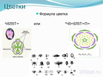 Презентация семейство розоцветные - слайд 5 5 слайд презентации семейство розоцветные