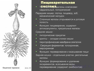 Презентация внутреннее и внешнее строение насекомых - слайд 8 8 слайд презентации внутреннее и внешнее строение насекомых