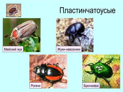 Презентация отряды насекомых с полным превращением - слайд 9 9 слайд презентации отряды насекомых с полным превращением