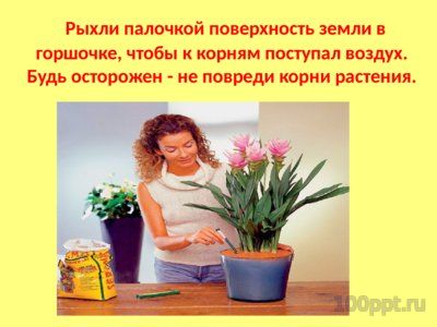Презентация комнатные растения - слайд 9 9 слайд презентации комнатные растения