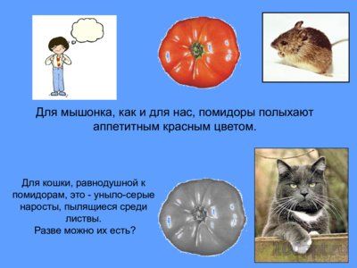 Презентация зрение животных - слайд 3 3 слайд презентации зрение животных