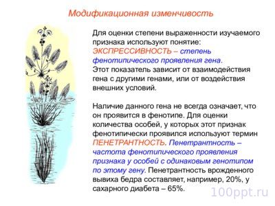 Презентация модификационная изменчивость - слайд 10 10 слайд презентации модификационная изменчивость