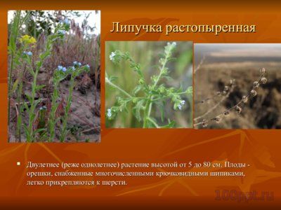 Презентация вредные и ядовитые для животных растения - слайд 10 10 слайд презентации вредные и ядовитые для животных растения