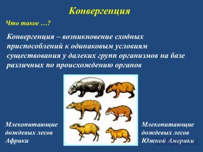Презентация конвергенция, дивергенция и параллелизм - слайд 4 4 слайд презентации конвергенция, дивергенция и параллелизм