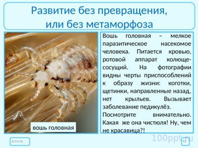 Презентация размножение и развитие насекомых - слайд 10 10 слайд презентации размножение и развитие насекомых