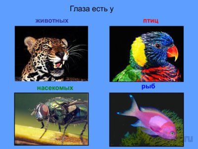Презентация зрение животных - слайд 1 1 слайд презентации зрение животных