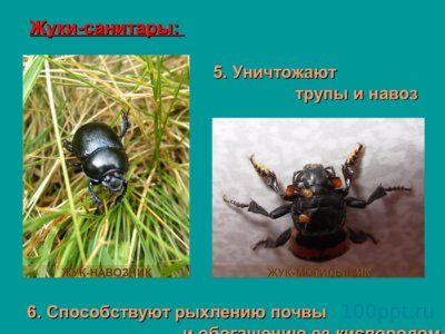 Презентация значение насекомых - слайд 5 5 слайд презентации значение насекомых