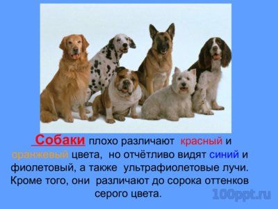 Презентация зрение животных - слайд 2 2 слайд презентации зрение животных