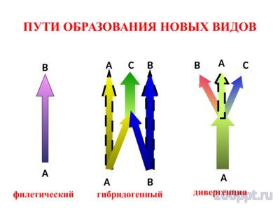 Презентация микроэволюция - слайд 2 2 слайд презентации микроэволюция