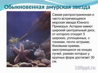 Презентация морские звезды - слайд 5 5 слайд презентации морские звезды