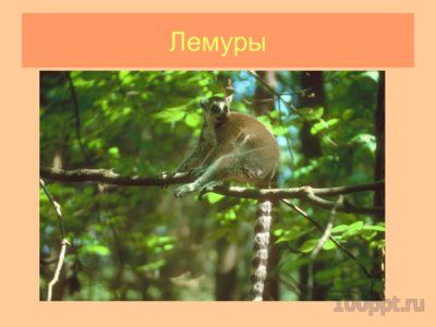 Презентация отряд приматы - слайд 3 3 слайд презентации отряд приматы
