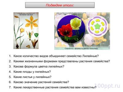 Презентация семейства класса однодольные - слайд 7 7 слайд презентации семейства класса однодольные