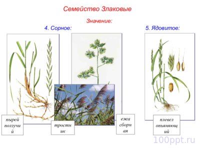 Презентация семейства класса однодольные - слайд 12 12 слайд презентации семейства класса однодольные