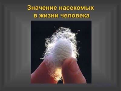 Презентация значение насекомых - слайд 6 6 слайд презентации значение насекомых