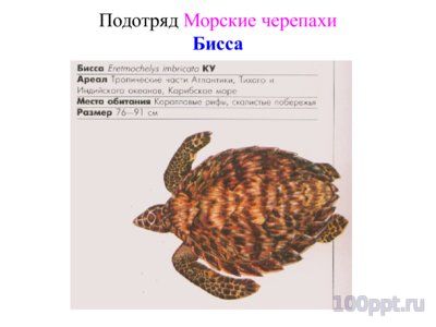 Презентация систематика рептилий - слайд 13 13 слайд презентации систематика рептилий