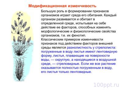 Презентация модификационная изменчивость - слайд 5 5 слайд презентации модификационная изменчивость