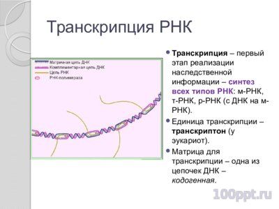 Презентация синтез нуклеиновых кислот - слайд 8 8 слайд презентации синтез нуклеиновых кислот