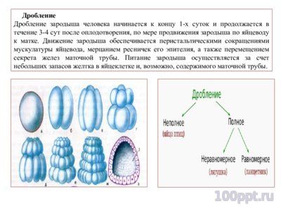 Презентация эмбриональное развитие - слайд 7 7 слайд презентации эмбриональное развитие