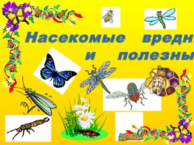 Презентация вредные и полезные насекомые