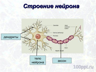 Презентация значение нервной системы - слайд 3 3 слайд презентации значение нервной системы