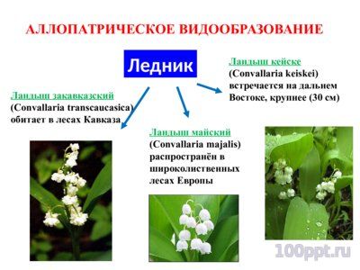 Презентация микроэволюция - слайд 11 11 слайд презентации микроэволюция
