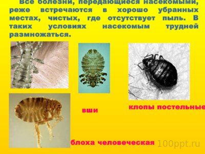 Презентация вредные и полезные насекомые - слайд 4 4 слайд презентации вредные и полезные насекомые