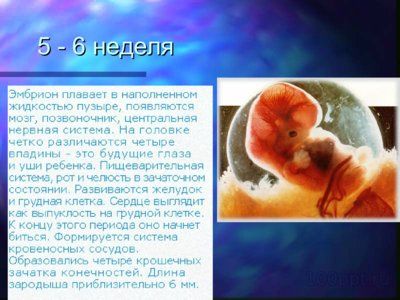 Презентация онтогенез человека - слайд 5 5 слайд презентации онтогенез человека