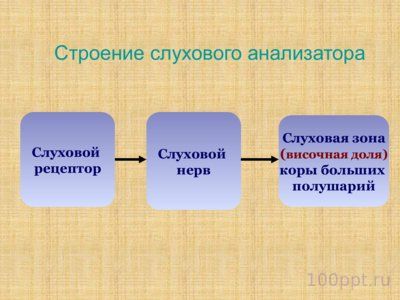 Презентация слуховой анализатор - слайд 3 3 слайд презентации слуховой анализатор