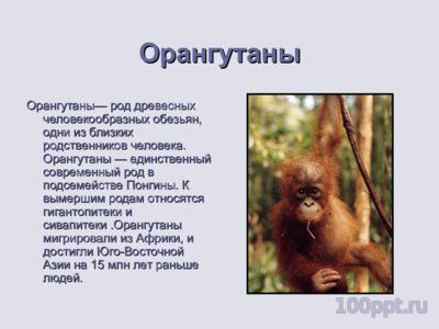 Презентация человекообразные обезьяны - слайд 3 3 слайд презентации человекообразные обезьяны