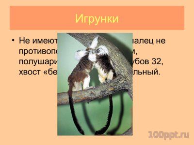 Презентация отряд приматы - слайд 7 7 слайд презентации отряд приматы