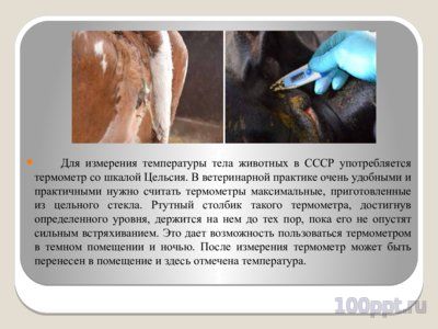 Презентация измерение температуры тела животных - слайд 2 2 слайд презентации измерение температуры тела животных