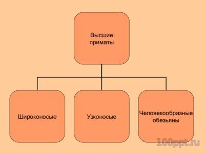 Презентация отряд приматы - слайд 6 6 слайд презентации отряд приматы