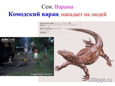 Презентация систематика рептилий - слайд 7 7 слайд презентации систематика рептилий
