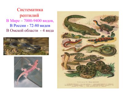 Презентация систематика  рептилий