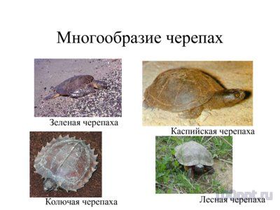 Презентация многообразие пресмыкающихся - слайд 11 11 слайд презентации многообразие пресмыкающихся