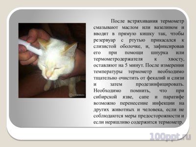 Презентация измерение температуры тела животных - слайд 5 5 слайд презентации измерение температуры тела животных