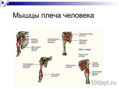 Презентация система органов человека - слайд 7 7 слайд презентации система органов человека