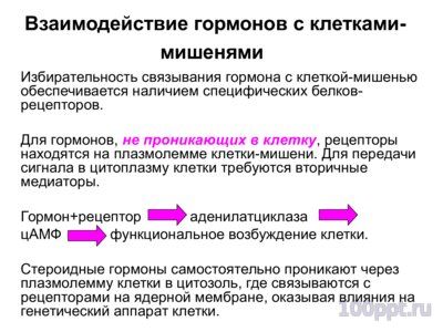 Презентация эндокринная система - слайд 2 2 слайд презентации эндокринная система