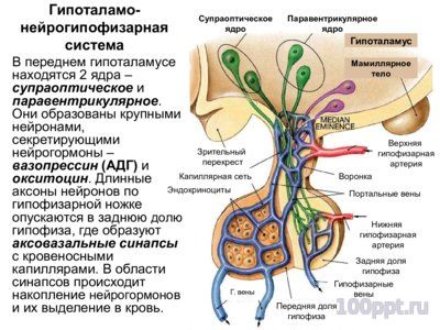Презентация эндокринная система - слайд 6 6 слайд презентации эндокринная система