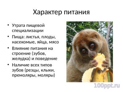 Презентация современные приматы - слайд 9 9 слайд презентации современные приматы
