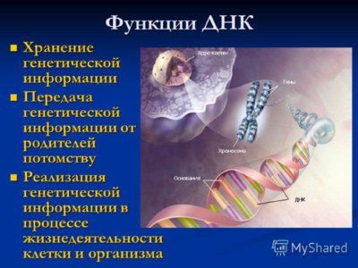 Презентация нуклеиновые кислоты - слайд 7 7 слайд презентации нуклеиновые кислоты