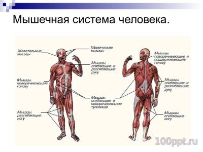 Презентация система органов человека - слайд 6 6 слайд презентации система органов человека