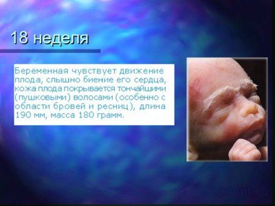 Презентация онтогенез человека - слайд 11 11 слайд презентации онтогенез человека