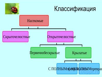 Презентация отряды насекомых с неполным превращением - слайд 3 3 слайд презентации отряды насекомых с неполным превращением