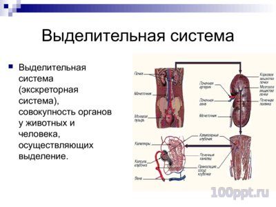 Презентация система органов человека - слайд 11 11 слайд презентации система органов человека