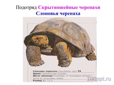 Презентация систематика рептилий - слайд 10 10 слайд презентации систематика рептилий
