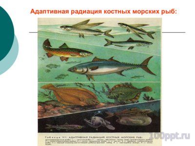 Презентация приспособительные формы организмов - слайд 3 3 слайд презентации приспособительные формы организмов